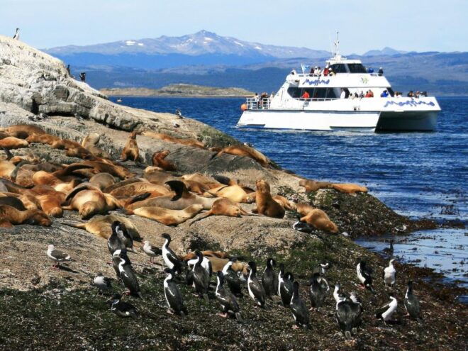 From Ushuaia: Penguin Watching Tour by Catamaran - Penguin Colony Visit