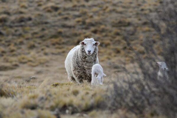 From Ushuaia: Tolhuin and Cape San Pablo Private Tour - Frequently Asked Questions