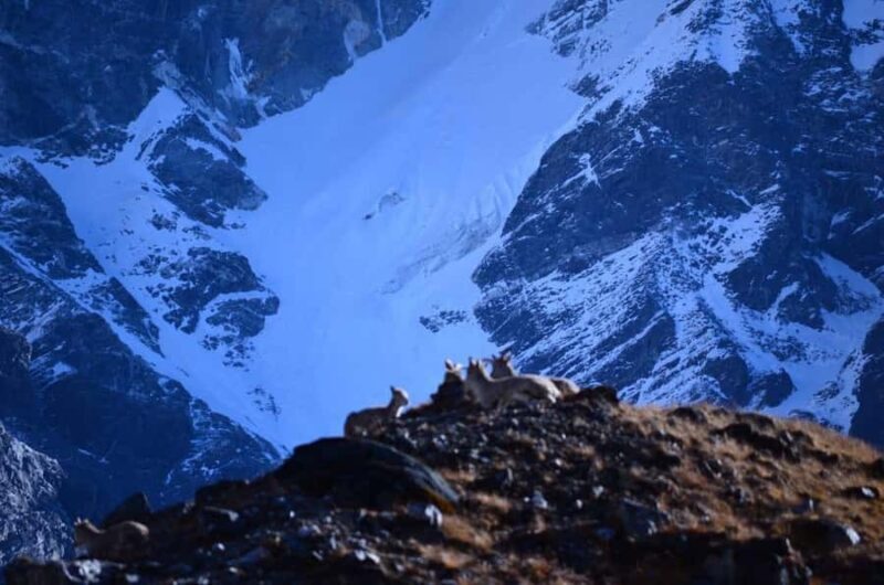 From Uttarey: 19-Day Kanchenjunga Round-Trip Trek - Detailed Breakdown of the Tour