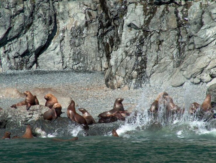 From Valdez: 7.5-hour Meares Glacier & Wildlife Cruise - Good To Know