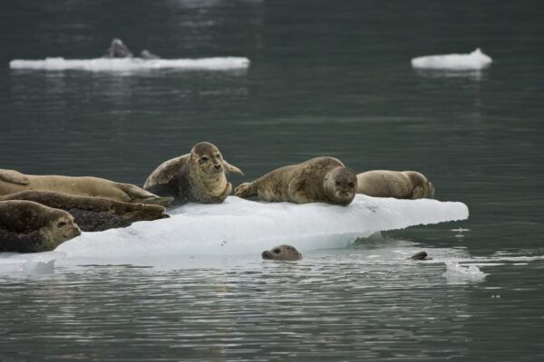 From Valdez: 7.5-hour Meares Glacier & Wildlife Cruise - Related Activities or Tours