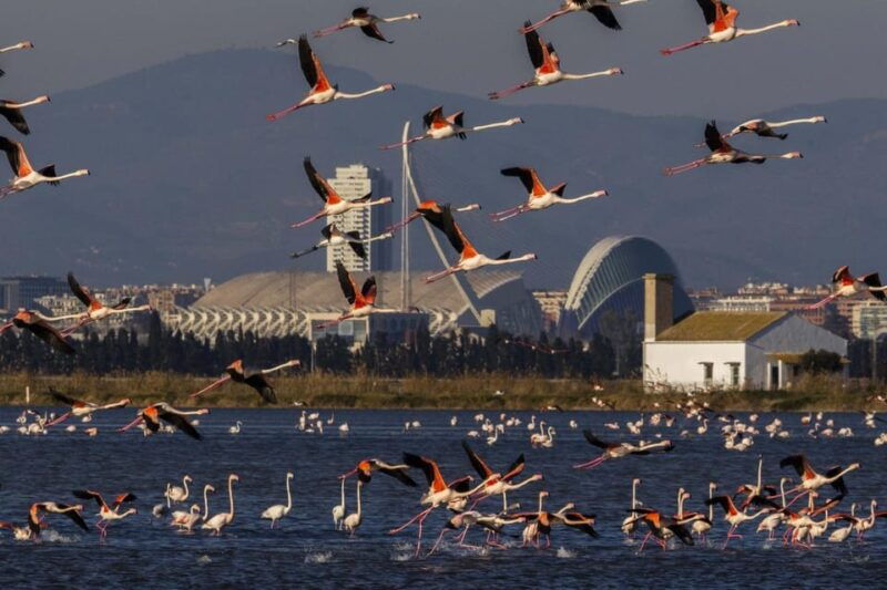 From Valencia: Albufera Boat Ride & Food (Paella) Included - Good To Know