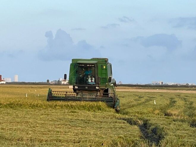 From Valencia: Albufera Day Trip With Boat Tour and Transfer - Full Description of the Activity