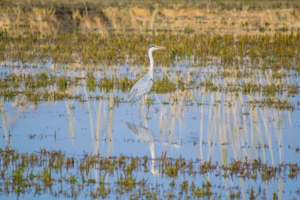 From Valencia: Albufera Day Trip With Boat Tour and Transfer - Sunset Boat Tour Experience