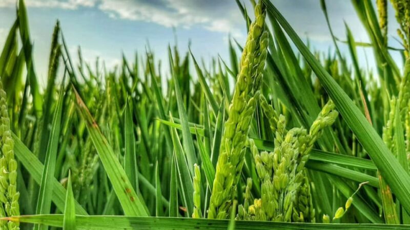 From Valencia: Albufera Natural Park Eco Boat Tour & Sunset - The Value of Sustainability: Electric Boats and Local Insights