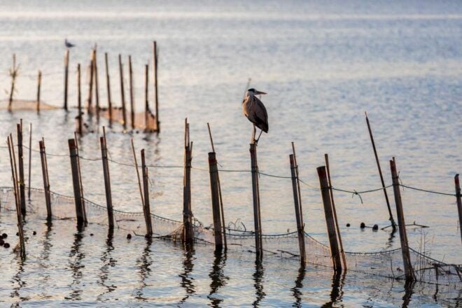From Valencia: Albufera Natural Park With Sunset Experience - Full Description of the Experience