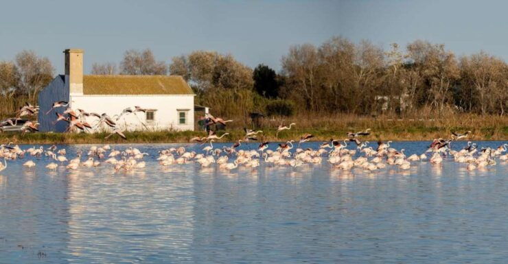 From Valencia: Albufera Tour With Paella, Boat Ride & Walk - Tour Highlights