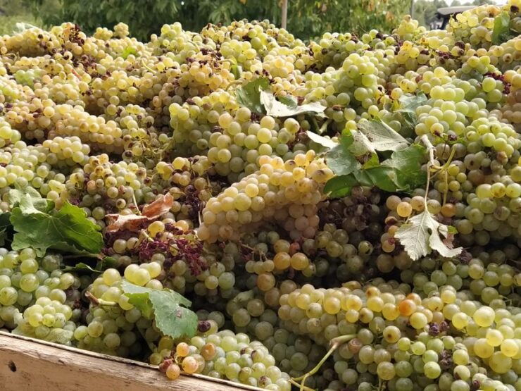From Valencia: Requena Wine Tour With Tastings - Tour Highlights