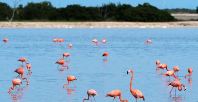From Valladolid: Rio Lagartos and Ek Balam Day Trip - Key Attractions