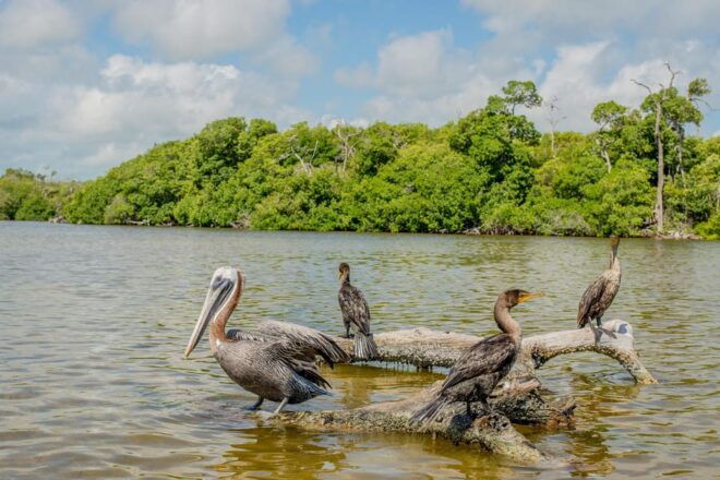 From Valladolid: Rio Lagartos and Ek Balam Day Trip - Inclusions