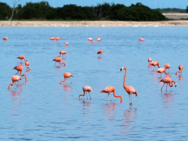 From Valladolid: Rio Lagartos and Ek Balam Day Trip - Important Information