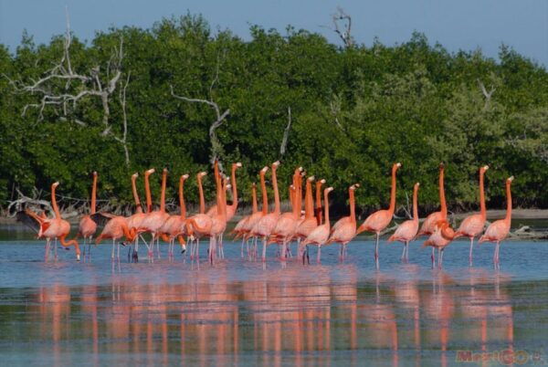 From Valladolid: Rio Lagartos and Ek Balam Day Trip - Pricing and Availability