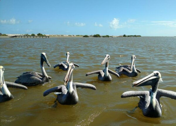 From Valladolid: Rio Lagartos and Ek Balam Day Trip - Booking and Cancellation