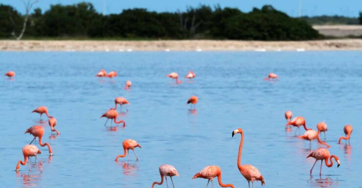 From Valladolid: Rio Lagartos and Ek Balam Day Trip - Itinerary Highlights