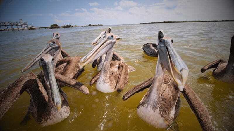 FROM VALLADOLID RIO LAGARTOS + LAS COLORADAS + CENOTE (COLECTIVO TOURISTIC) - The Itinerary: What to Expect on Your Day of Adventure