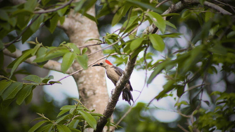 FROM VALLADOLID: VISIT EK' BALAM AND 2 CENOTES + AUTHENTIC MAYA FOOD - Detailed Breakdown of the Tour Experience