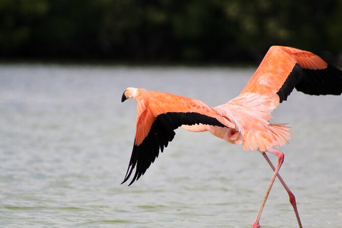 From Valladolid:Rio Lagartoscoloradasek Balamcenote(Transport) - Directions