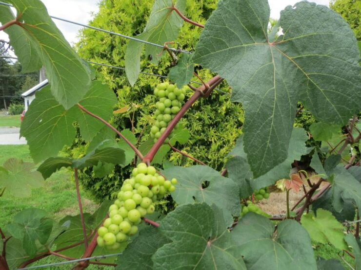 From Vancouver: Fraser Valley Wine Tour - Tour Itinerary and Winery Selection
