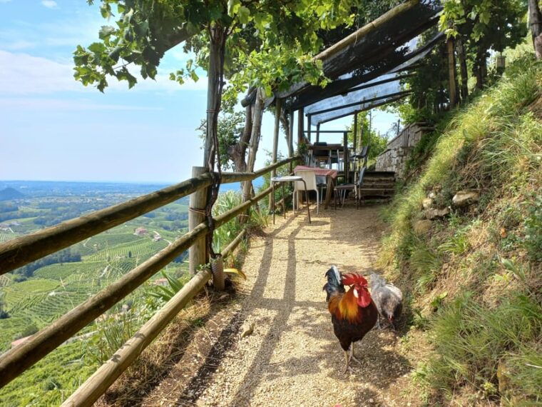 From Venice and Treviso: Prosecco Hills Wine and Food Tour - FAQs