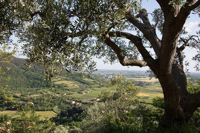From Venice Olive Oil & Wine in the Euganean Hills - Cancellation Policy