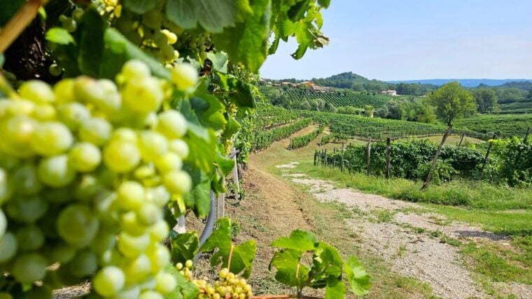 From Venice: Prosecco Full-Day Tour w/ Wine Tasting & Lunch - Who Would Love This Tour?