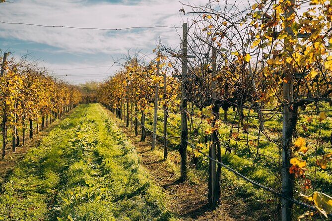 From Venice: Prosecco Wine Region Tour with 2 Tastings - Who Will Love This Tour?