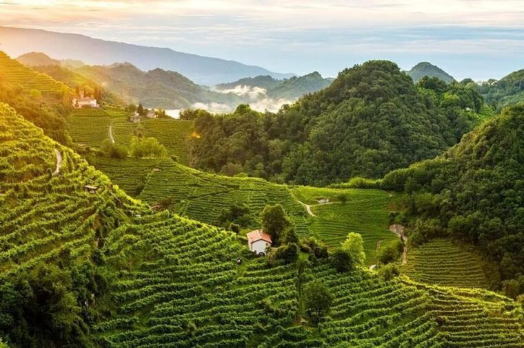 From Venice: Wine and Food tour in the Prosecco Hills - The Sum Up: Who Is This Tour Best For?