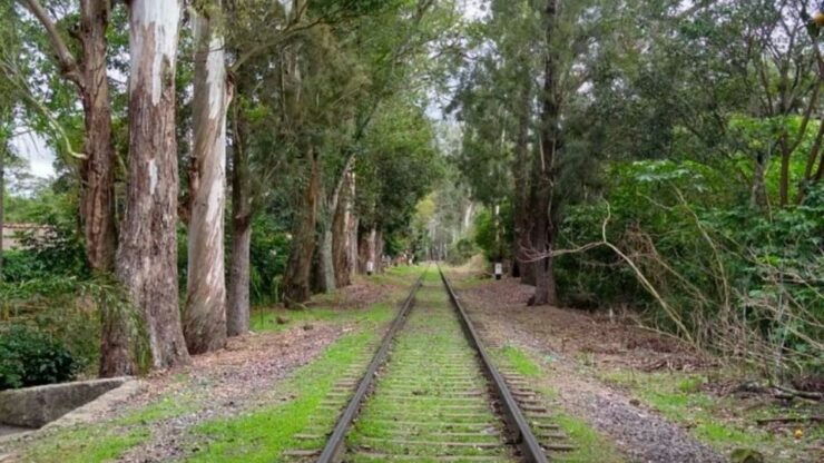 From Veracruz or Boca Del Río: Coffee Tour in Coatepec - Booking Information