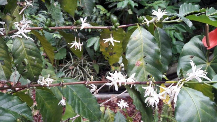 From Veracruz: Xalapa Guided Tour With Coffee Museum Visit - Tour Overview