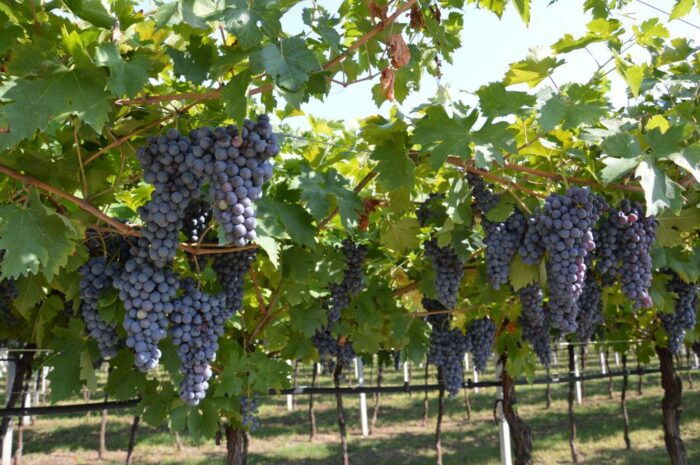 From Verona: Amarone Half-Day Wine Tasting Tour - Customer Feedback and Ratings