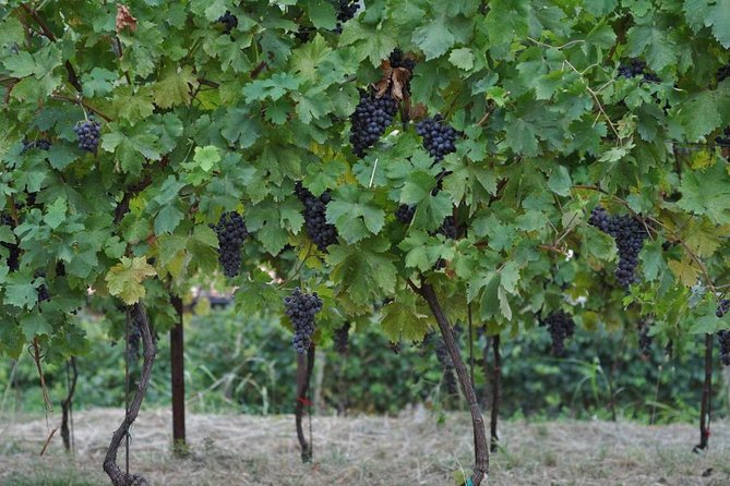 From Verona and Garda: Valpolicella Wine Experience - Valpolicella Wine Tasting Experience