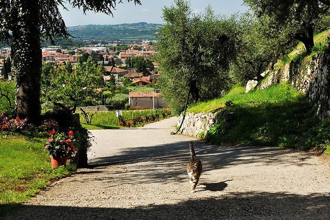 From Verona and Garda: Valpolicella Wine Experience - Private Tour Exclusively for Your Group