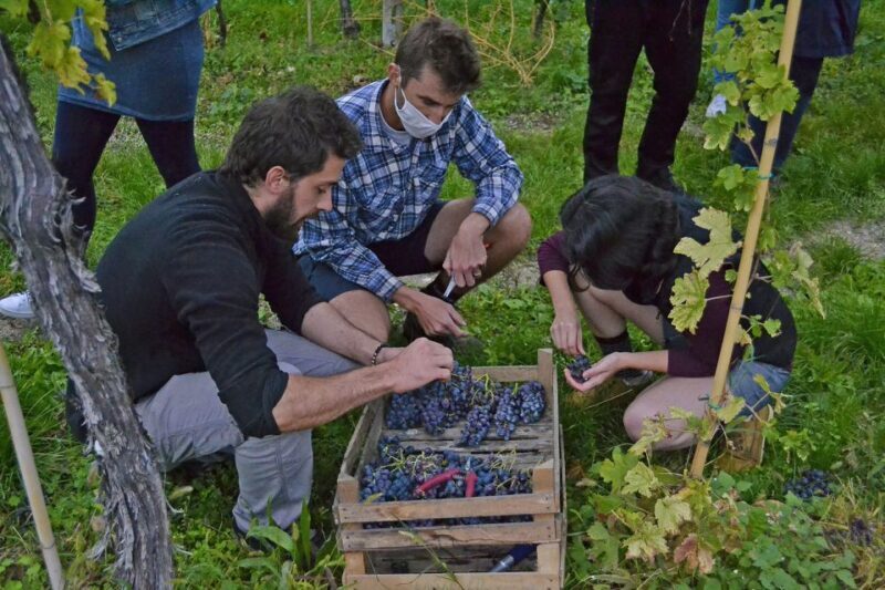 From Verona: Valpolicella Winery Tour with Amarone Vintages - FAQ