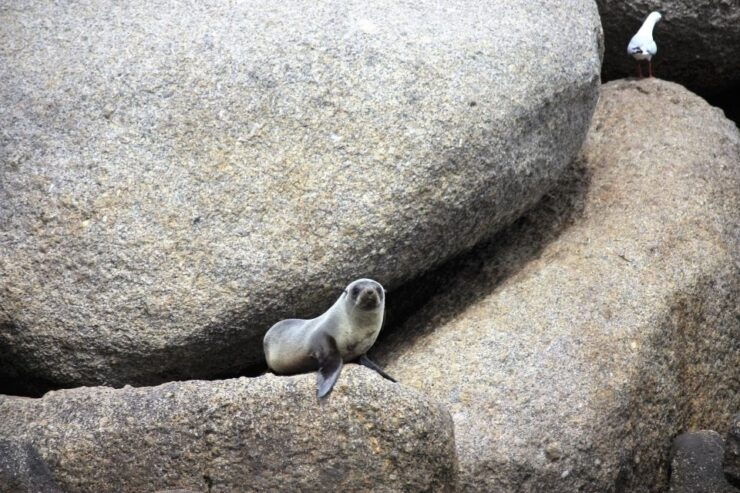 From Victor Harbor: Seal Island Cruise - Experience Highlights