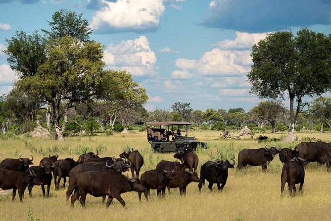 From Victoria Falls: Chobe National Park Small Group Tour - Reviews
