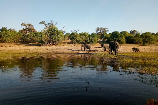 From Victoria Falls: Chobe National Park Small Group Tour - Border Crossings