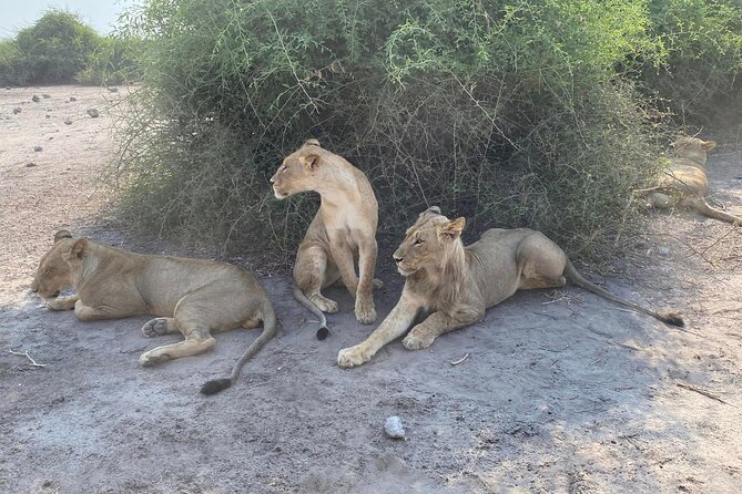 From Victoria Falls: Hwange National Park Day Safari - Wildlife Encounters