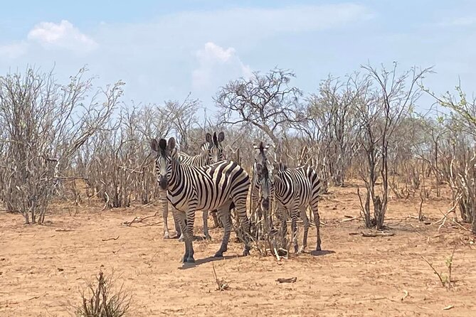 From Victoria Falls: Hwange National Park Day Safari - Lunch and Refreshments