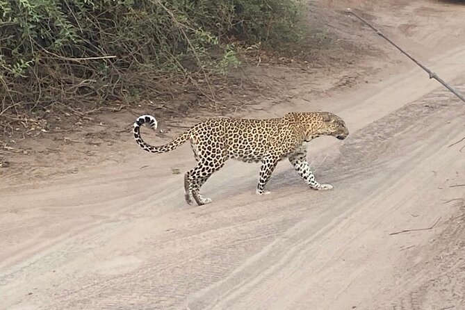 From Victoria Falls: Hwange National Park Day Safari - Transportation Details