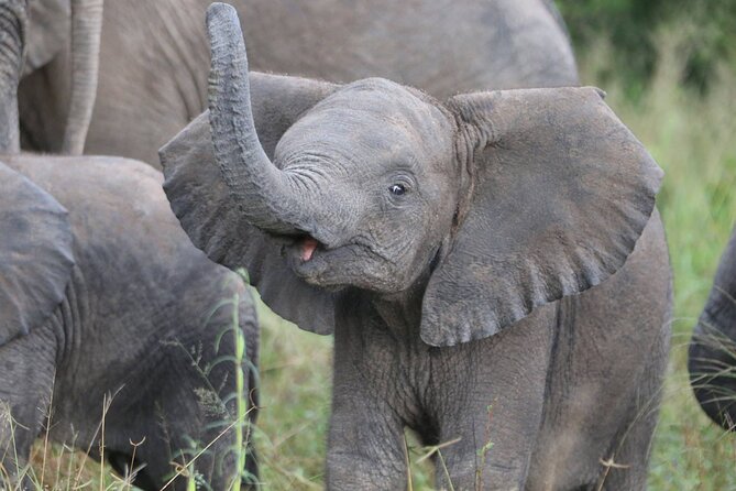 From Victoria Falls: Hwange National Park Day Safari - Tour Operator Information