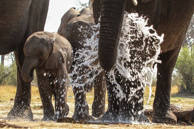 From Victoria Falls: Hwange National Park Day Safari - Customer Reviews