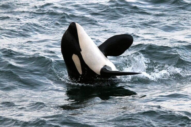 From Victoria: Whale Watching 3-Hour Trip on Covered Boat - Activity Details