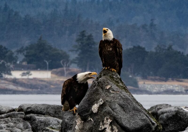 From Victoria: Whale Watching Marine Wildlife Excursion - Good To Know
