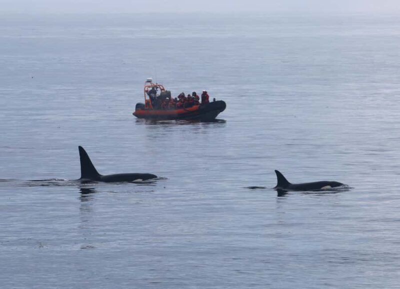 From Victoria: Whale Watching Marine Wildlife Excursion - The Sum Up