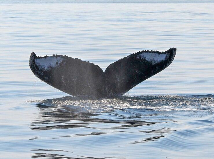 From Victoria: Whale Watching Marine Wildlife Excursion - Activity Details
