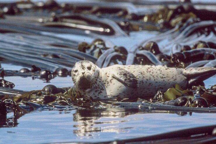 From Victoria: Whale Watching Marine Wildlife Excursion - Booking Information