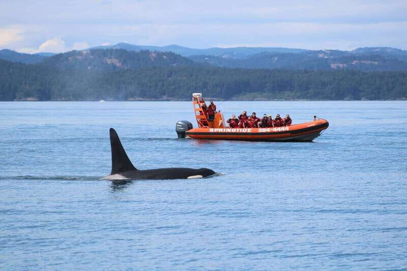 From Victoria: Whale Watching Tour by Zodiac Boat - Good To Know
