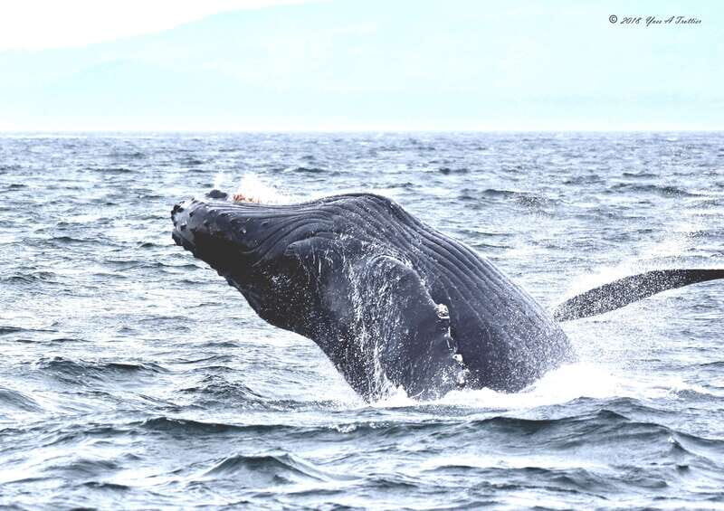 From Victoria: Whale Watching Tour by Zodiac Boat - The Experience: An In-Depth Look