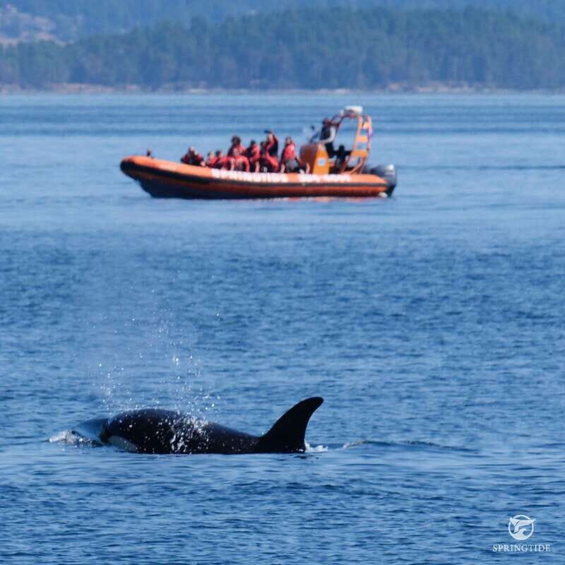 From Victoria: Whale Watching Tour by Zodiac Boat - Authentic Experiences & Testimonies