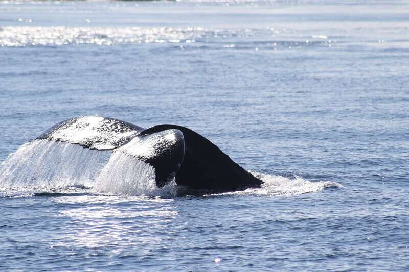 From Victoria: Whale Watching Tour by Zodiac Boat - FAQ